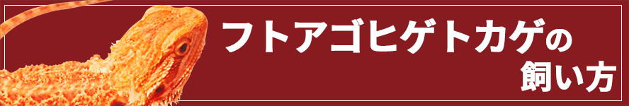 フトアゴヒゲトカゲの飼い方